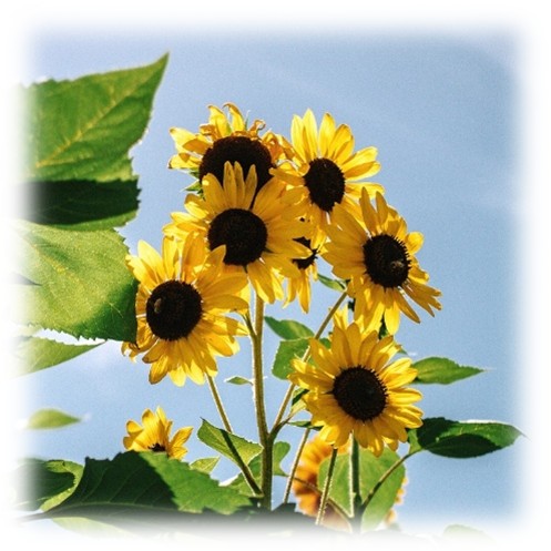 sunflowers